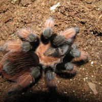 Brachypelma emilia