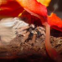 Chromatopelma Cyaneopubescens