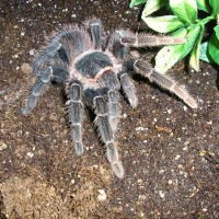Spidersrclass Images