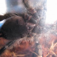 A. avicularia