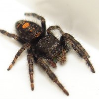 Jumping spider