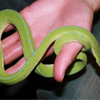 Yearling Jayapura GTP