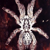 H Maculata