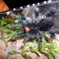 Avicularia avicularia