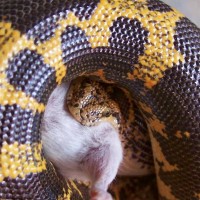 Kenya Sand Boa