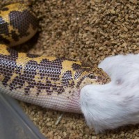 Kenya Sand Boa