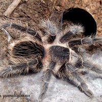 Lasiodora parahybana