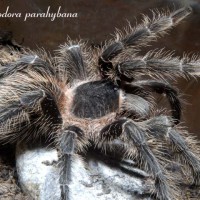 Lasiodora parahybana