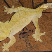 male crested gecko