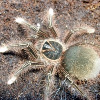 Theraphosa apophysis