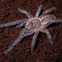 Haplopelma longipes