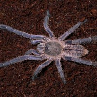 Haplopelma longipes