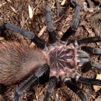 Xenesthis immanis