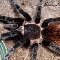 Brachypelma vagans