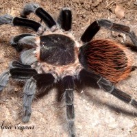 Brachypelma vagans