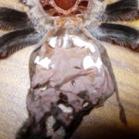 mex red knee, i think male