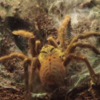 p.murinus