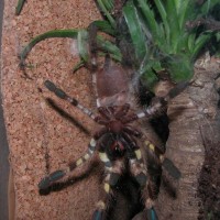 P. regalis sex?