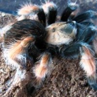 What Brachypelma species is this?