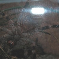 N.coloratovillosum