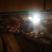 P.Rufilata Male Or female?