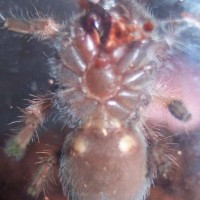 Brachypelma emilia spiderling male or female?