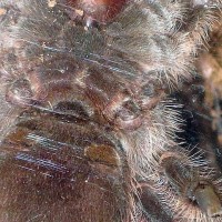 B. albopilosum