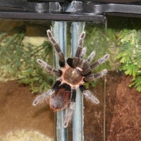 what is the name off this aphonopelma ?