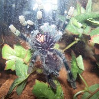 Avicularia male or female?