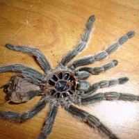 Tarantulas