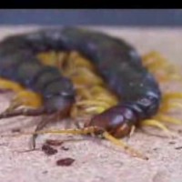Unknown centipede