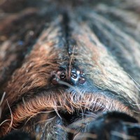 Brachypelma albopilosum