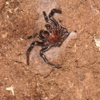 Funnel Web Atrax Robustus Female