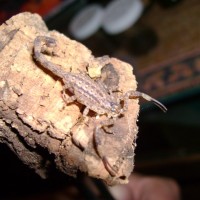 Isometrus maculatus