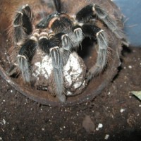 Lasiodora parahybana with egg sack