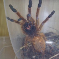 P. murinus L6