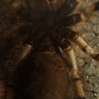 Poecilotheria formosa