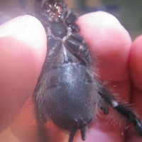 A avicularia