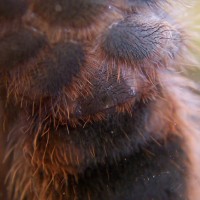 Grammostola aureostriata - Male or Female?