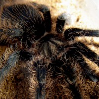 Brachypelma albopilosum