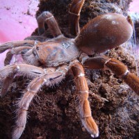 Citharischius crawshayi