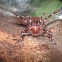 Female Funnel Web Atrax