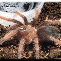 Brachypelma emilia