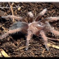 Brachypelma emilia