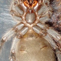 L.parahibana in molt. Male or Female!? help