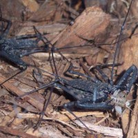 Tailless whip scorpion eating a cricket