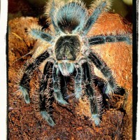 B. albopilosum