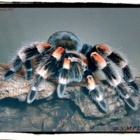 B. smithi