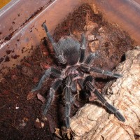 need id, brought as steely blue Pamphobeteus antinous