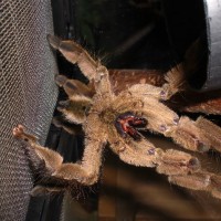 angry Stromatopelma calceata